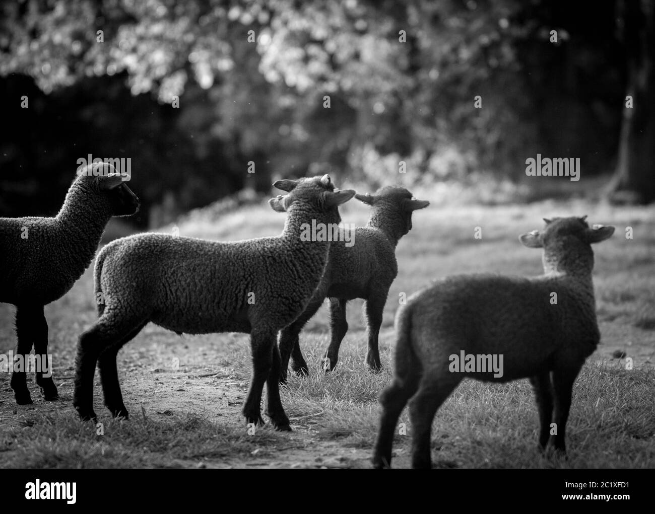 Photographie noir blanc de mouton brun sur un pré. Campagne anglaise. Photographie de la faune. Banque D'Images