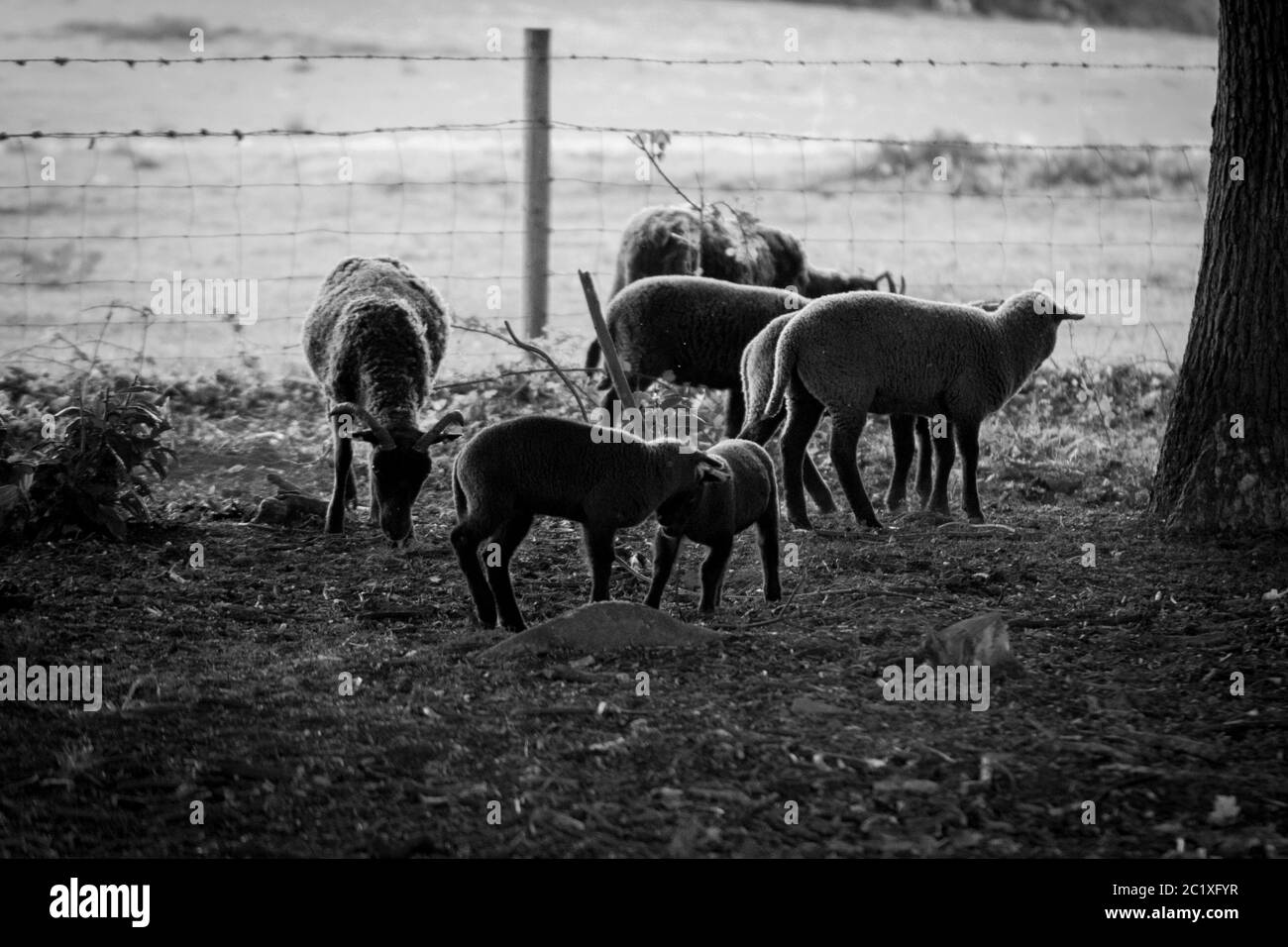 Photographie noir blanc de mouton brun sur un pré. Campagne anglaise. Photographie de la faune. Banque D'Images