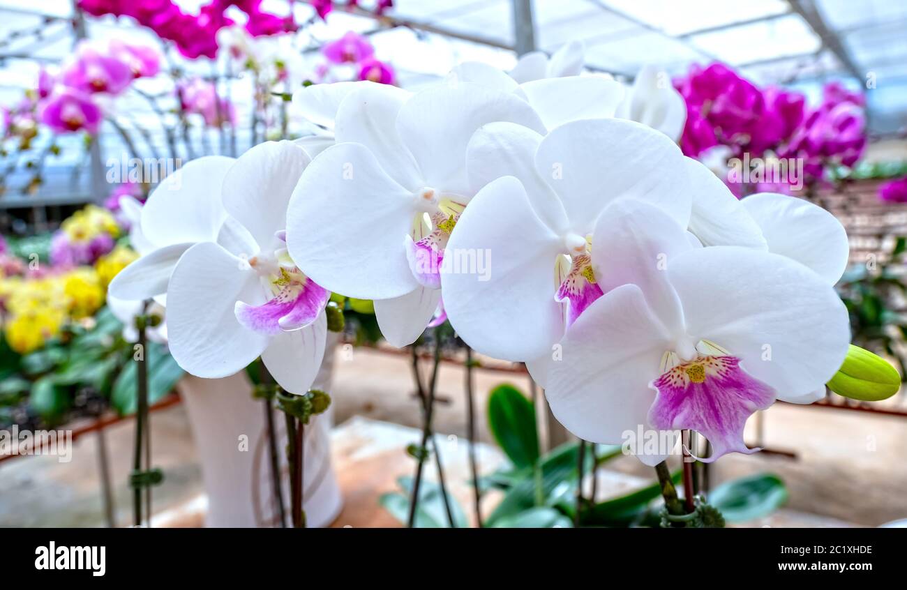 Les orchidées Phalaenopsis fleurissent dans une variété de couleurs dans le  jardin, attendant d'être amené au marché des fleurs pour la vente aux  clients Photo Stock - Alamy