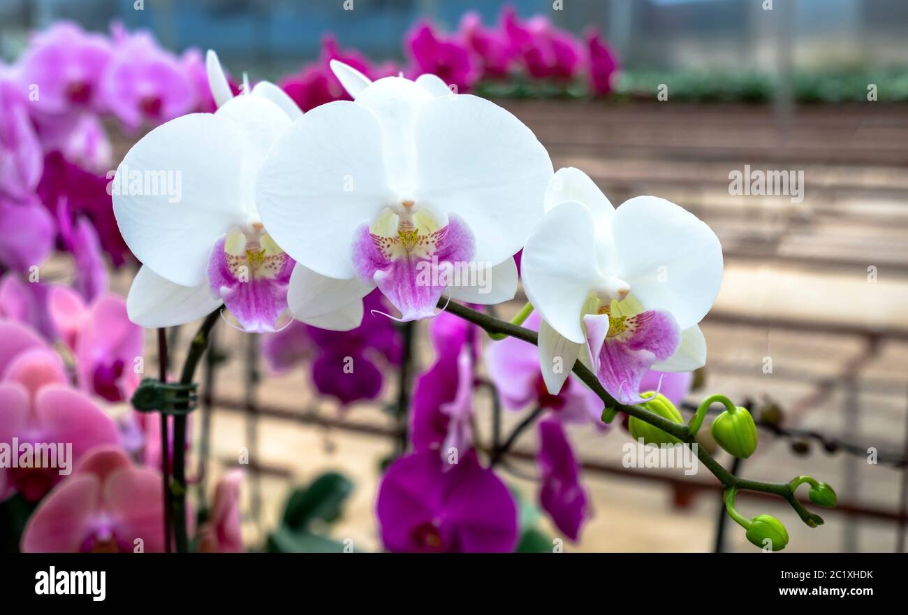 Les orchidées Phalaenopsis fleurissent dans une variété de couleurs dans le  jardin, attendant d'être amené au marché des fleurs pour la vente aux  clients Photo Stock - Alamy