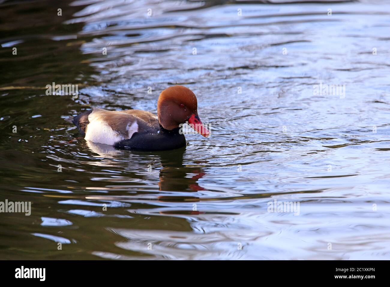 Appliquer le piston Duck Netta rufina dans la magnifique robe Banque D'Images Appliquer le piston Duck Netta rufina dans la magnifique robe Banque D'Images