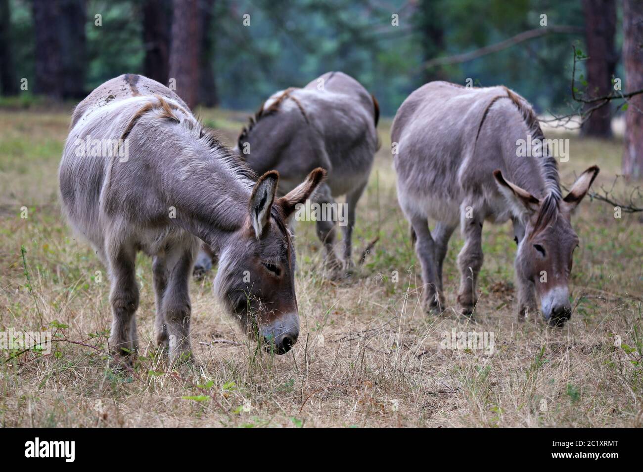 Trois ânes dans la réserve naturelle de Sandhausen Pflege schönau Banque D'Images