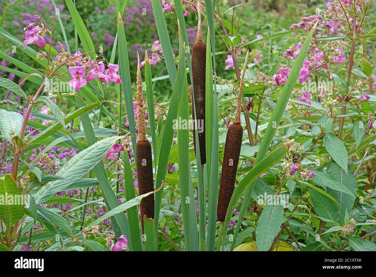 La canne à piston Typha entre l'herbe à printemps indienne Impatiens glandulifera Banque D'Images