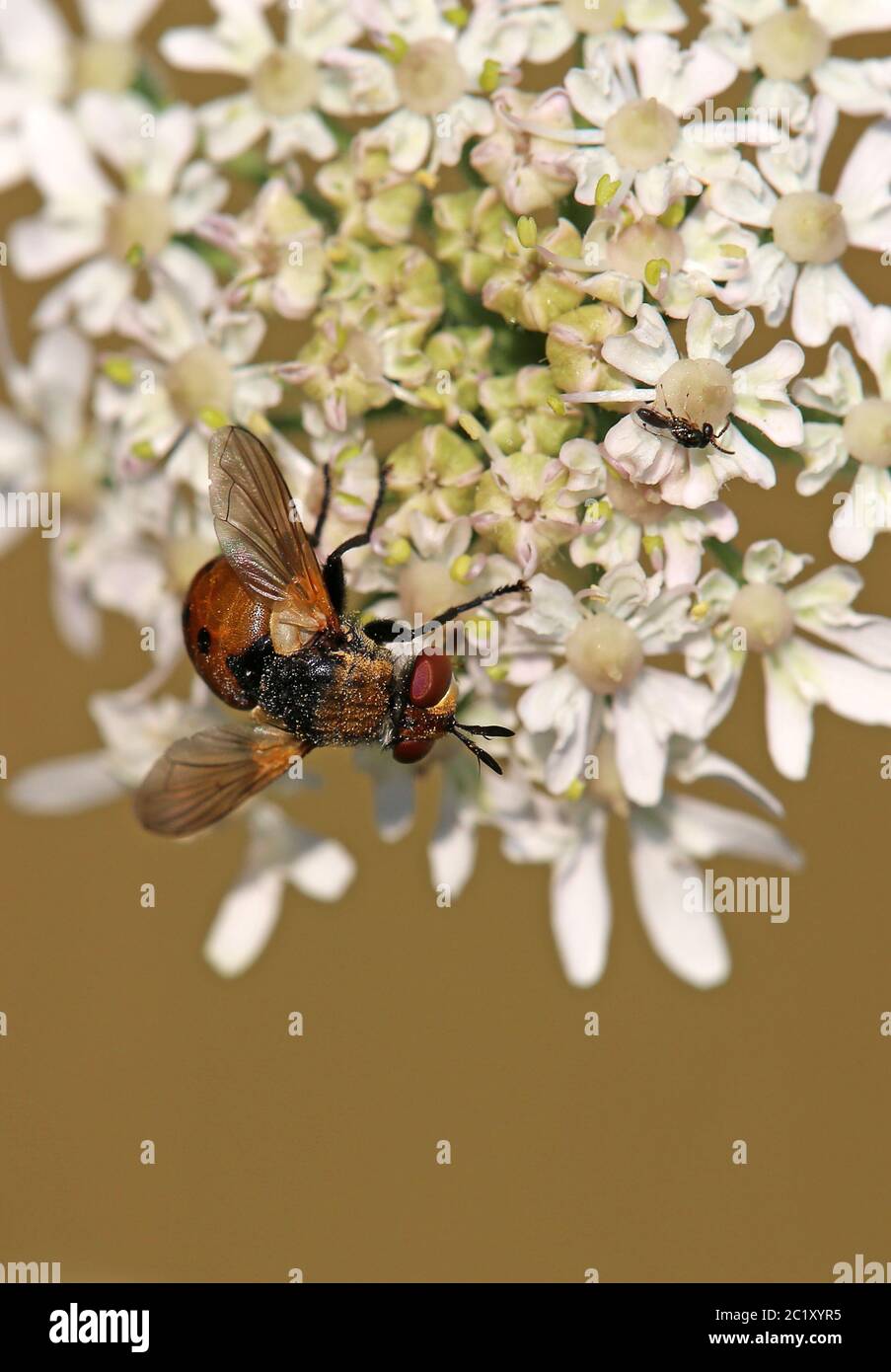 La chenille vole Gymnosoma rotundatum sur la fleur de l'ombel Banque D'Images
