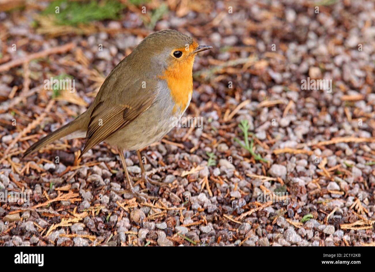 Gorge rouge dans le parc du palais de Karlsruhe Mars 2019 Banque D'Images Gorge rouge dans le parc du palais de Karlsruhe Mars 2019 Banque D'Images