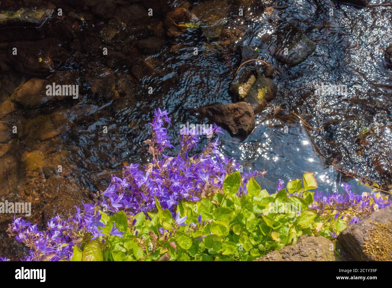 Bellflower serbe traînant au-dessus d'un ruisseau de village Banque D'Images