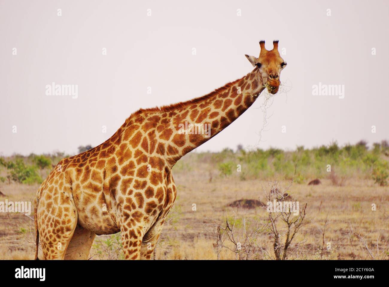 Majestueuse Giraffe au parc national Kruger en Afrique du Sud Banque D'Images