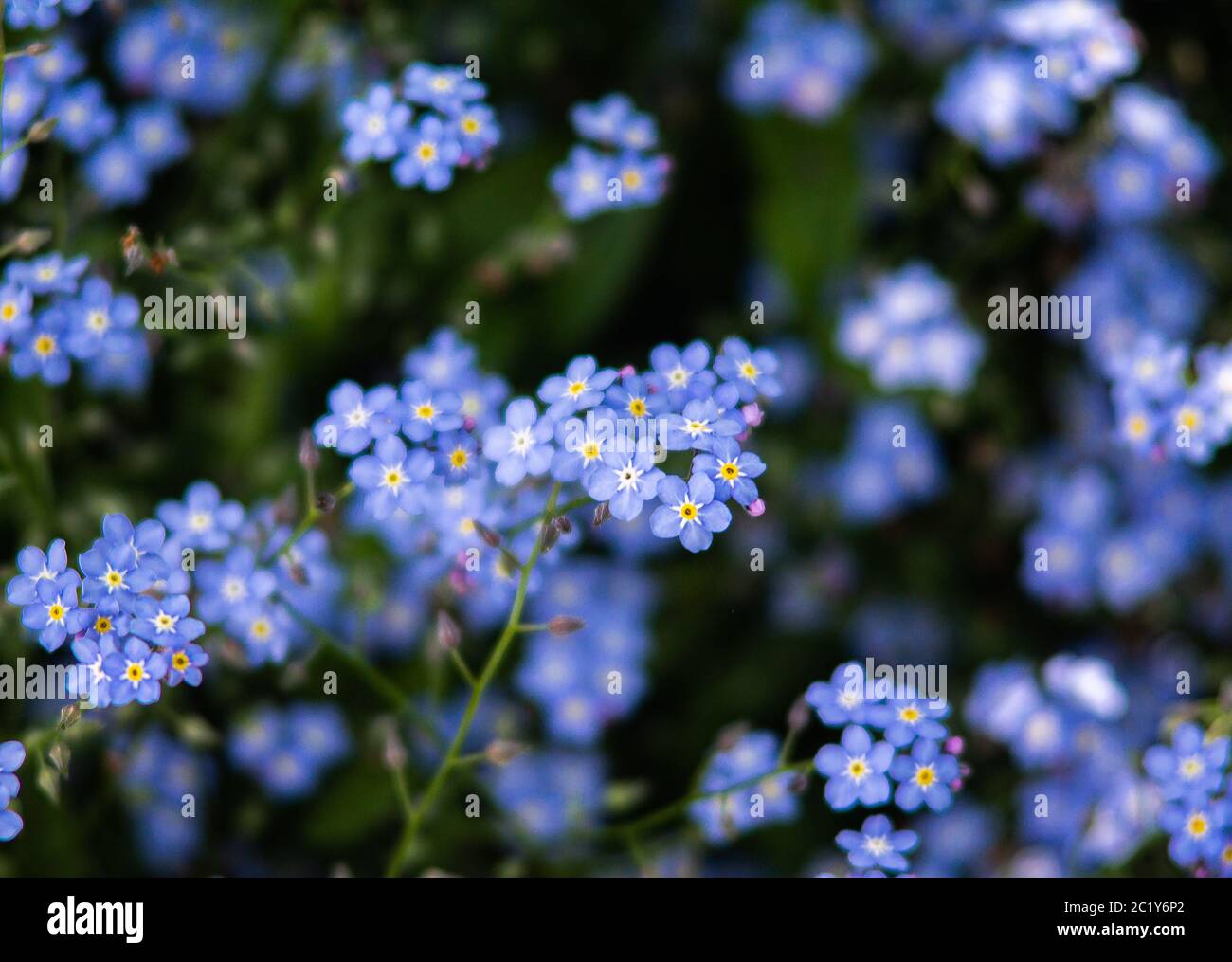 Belle vue rapprochée d'un Forget-me-not dans un océan d'autres Forget-me-nots Banque D'Images