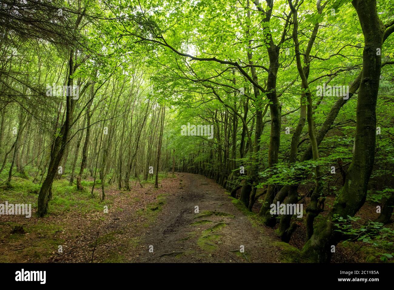 Avenue des arbres, forêt de Selmmuir, Lothian occidental, Écosse. Banque D'Images