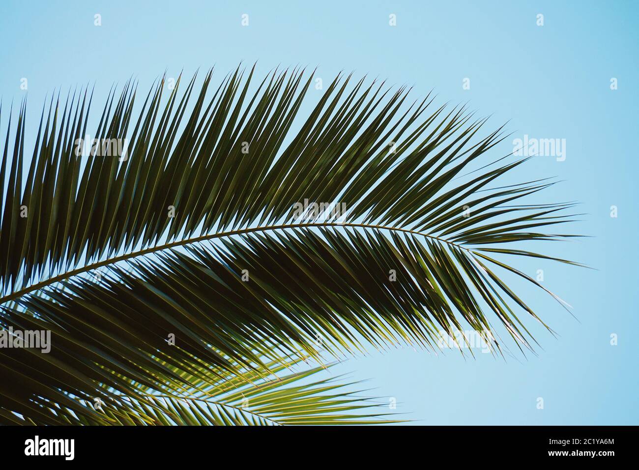 texture des feuilles de palmier Banque D'Images