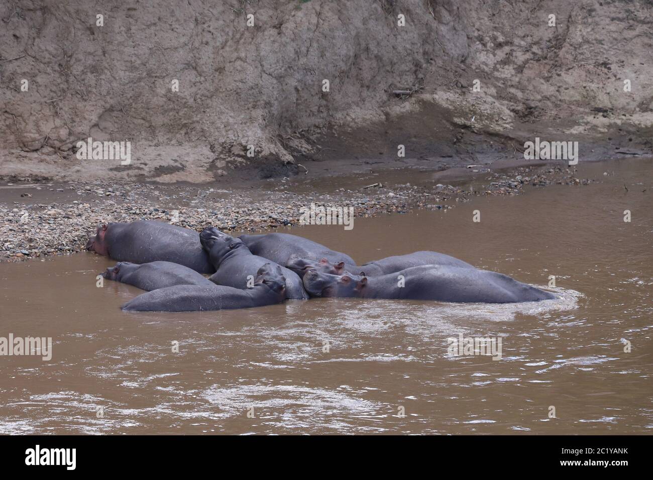 Groupe d'hippopotames se trouvant dans la rivière Mara Banque D'Images