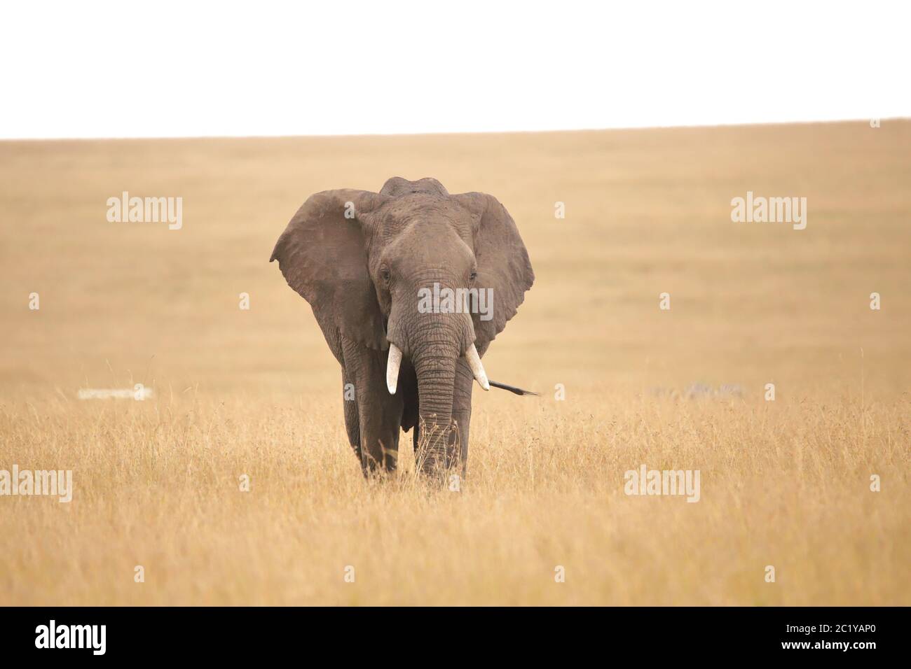 Éléphant d'Afrique dans la savane Banque D'Images