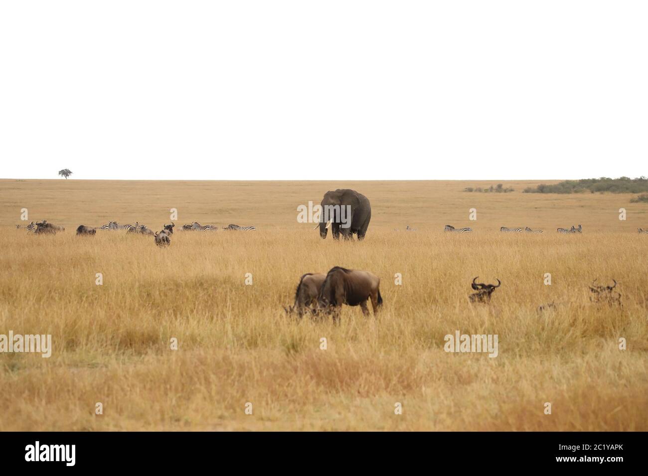 Éléphant, gnus et zèbres dans la savane du Masai Mara Banque D'Images