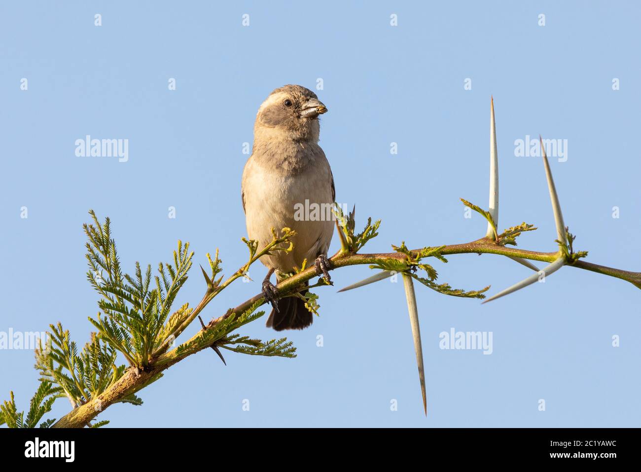 Cape Sparrow femelle avec des graines dans le bec perchée sur l'arbre de fièvre (Vachellia xanthophloea) Western Cape, Afrique du Sud, à la lumière du soir Banque D'Images