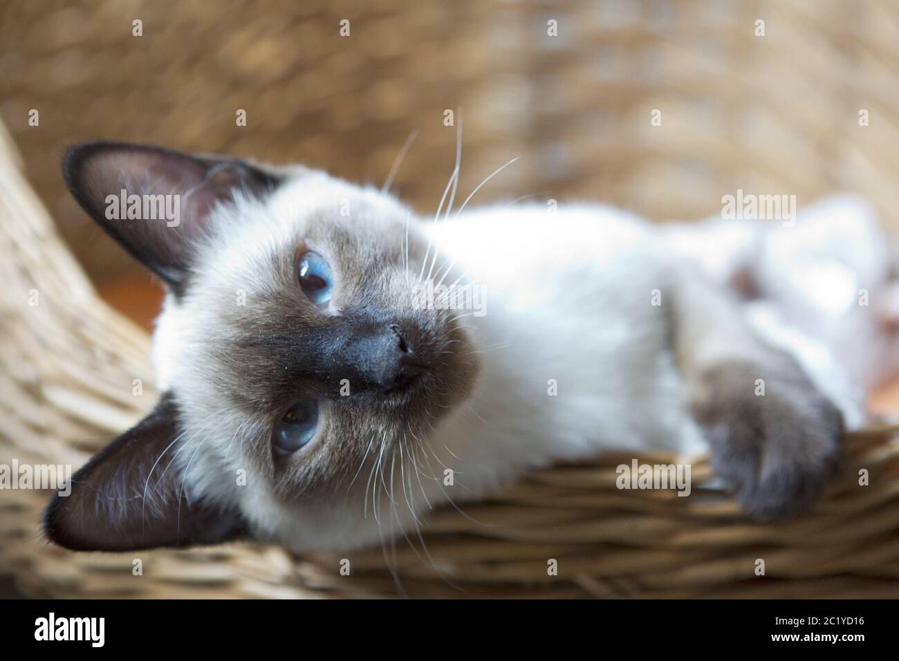 Le jeune chat, chaton de race orientale Siam, le sanglier Mékong, se trouve Banque D'Images