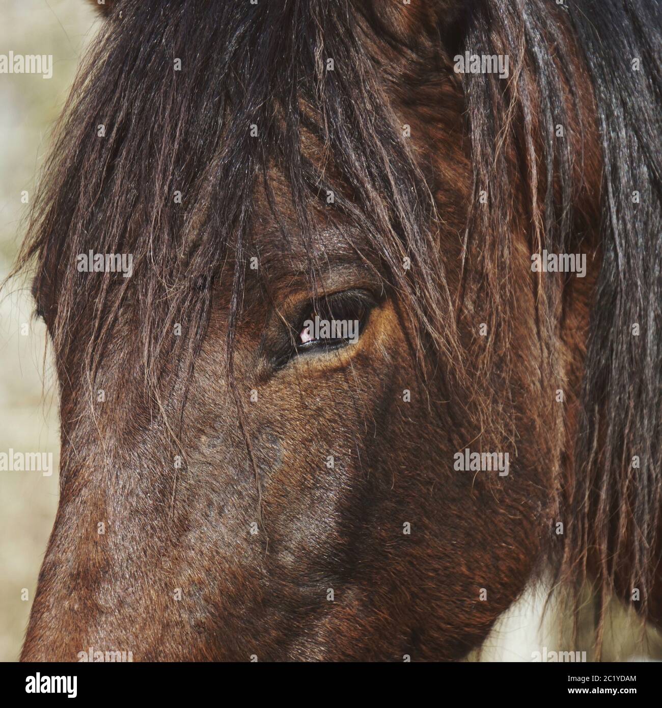 Portrait cheval brun Banque D'Images
