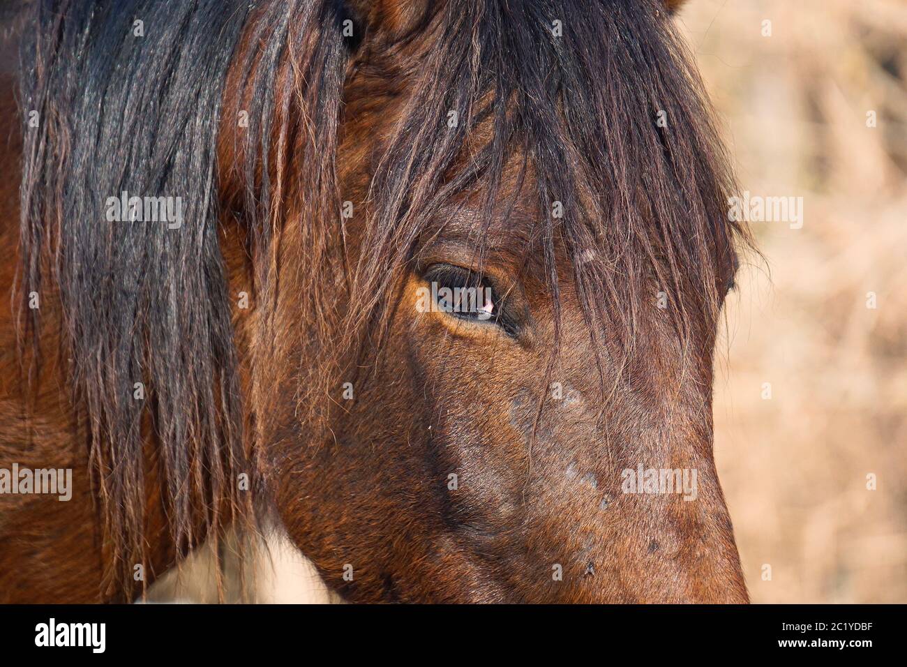 Portrait cheval brun Banque D'Images