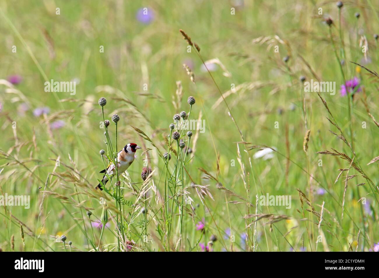 Stieglitz ou thistlefinch Carduelis carduelis sur la prairie de fleurs à Haselschacher Buck Banque D'Images
