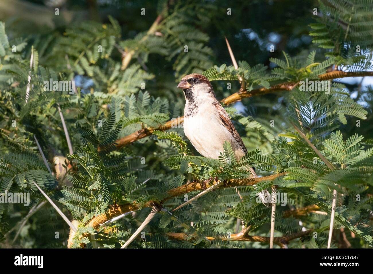 Bruant de maison masculin (Passer domesticus) perchée dans un arbre de fièvre (Vachellia xanthophloea) Banque D'Images