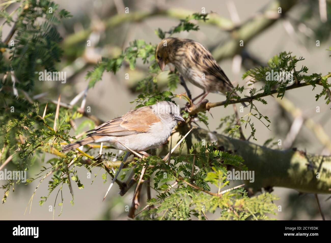 Bruant à tête grise du sud (Passer diffusus) perché dans un arbre de fièvre (Vachellia xanthophloea), Cap-Occidental, Afrique du Sud Banque D'Images