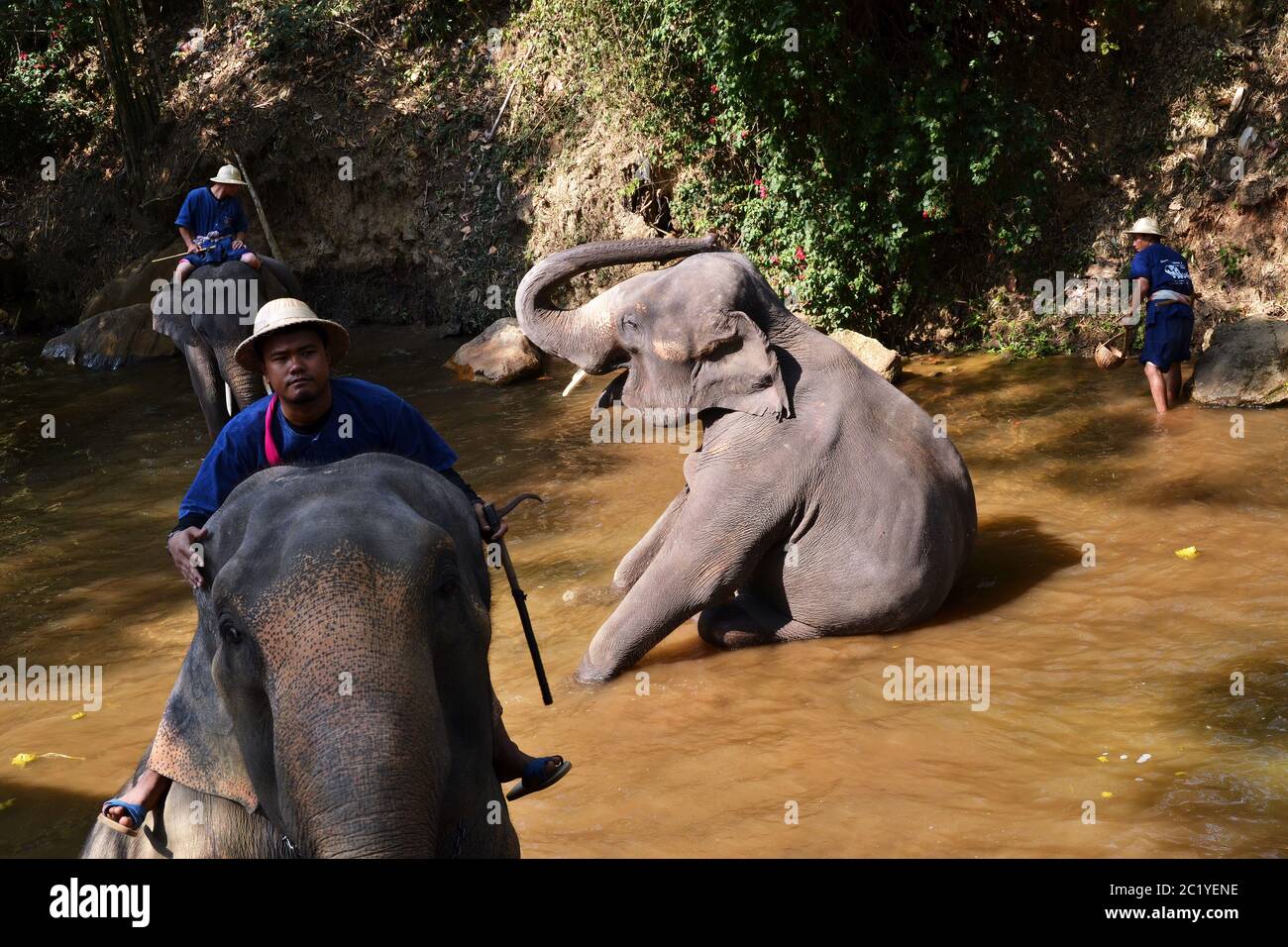 Camp d'éléphants de Maesa. Dans la jungle thaïlandaise Banque D'Images Camp d'éléphants de Maesa. Dans la jungle thaïlandaise Banque D'Images