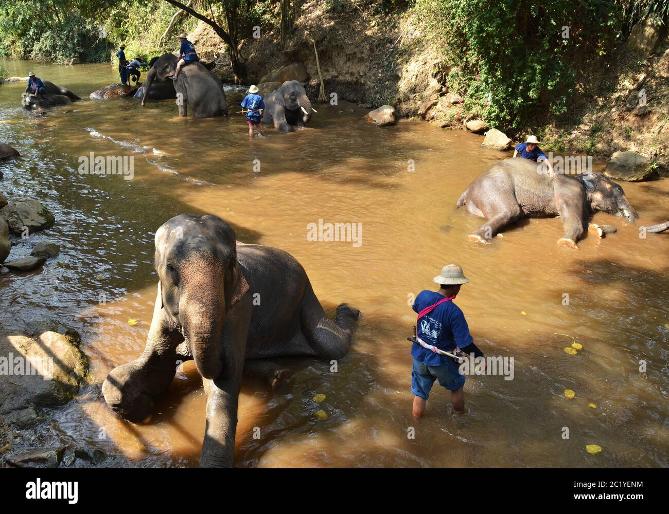 Camp d'éléphants de Maesa. Dans la jungle thaïlandaise Banque D'Images Camp d'éléphants de Maesa. Dans la jungle thaïlandaise Banque D'Images