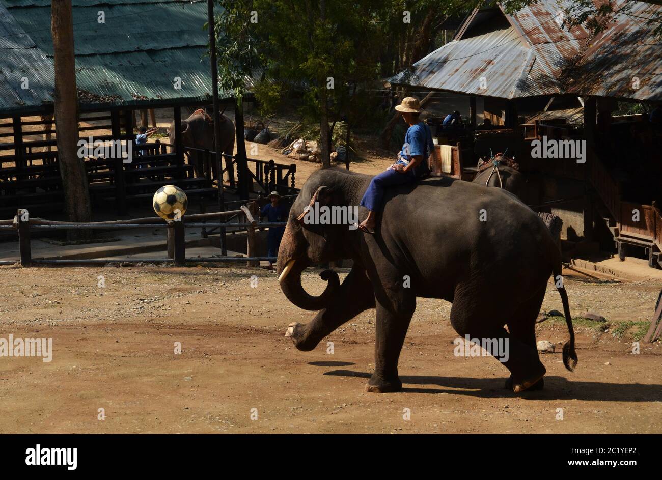 Camp d'éléphants de Maesa. Il est temps de jouer au football Banque D'Images Camp d'éléphants de Maesa. Il est temps de jouer au football Banque D'Images