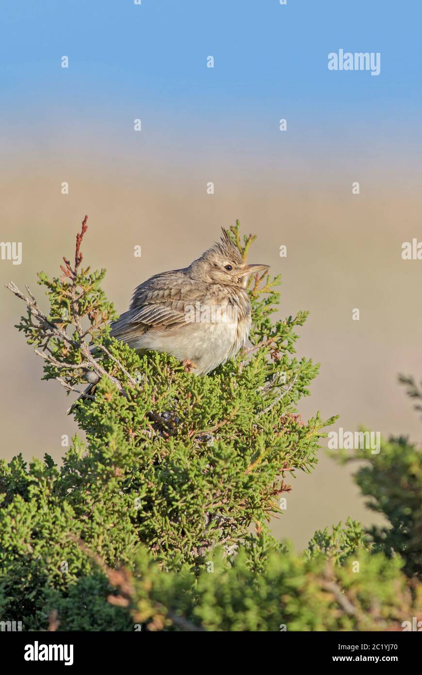 Lark à crête - Galerida cristata, oiseau perçant des prairies et des prairies européennes, île de Pag, Croatie. Banque D'Images