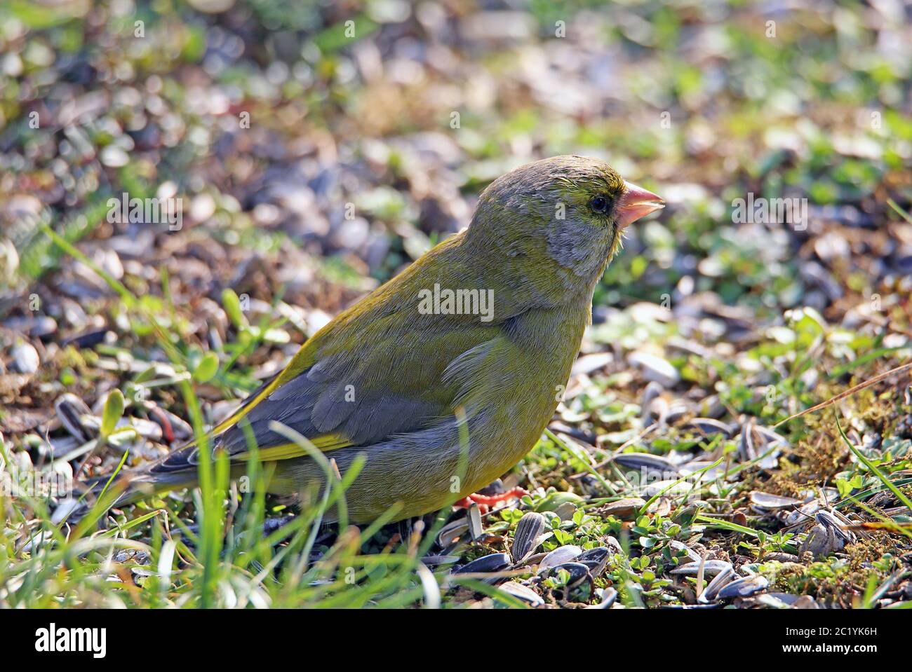 Green finch Carduelis chloris ou chloris chloris Banque D'Images