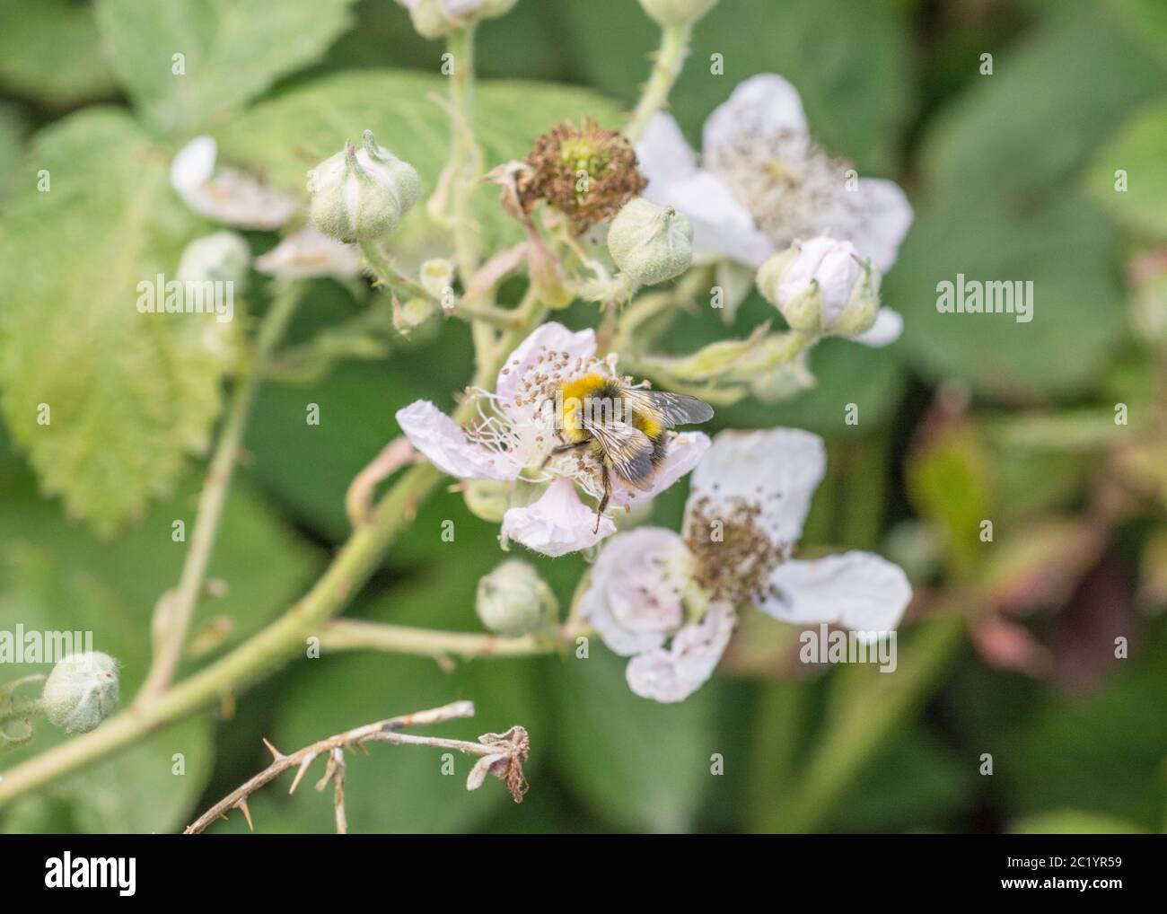 Gros plan d'espèces non identifiées Bumble Bee, Bumblebee / Bombus qui recherche du pollen sur la fleur de Brumble sous le soleil d'été. Insectes Royaume-Uni. Banque D'Images