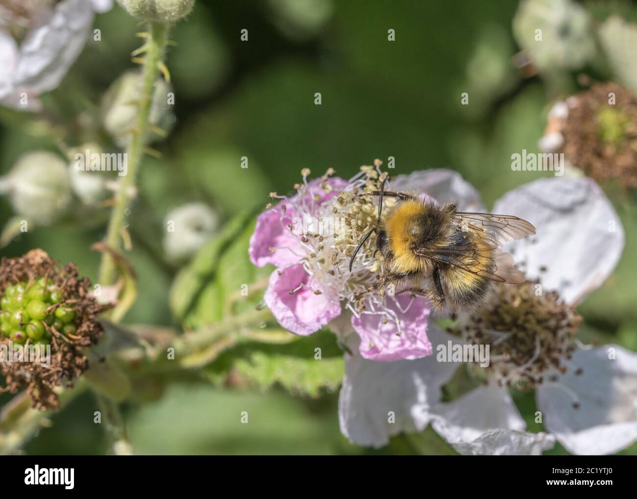 Gros plan d'espèces non identifiées Bumble Bee, Bumblebee / Bombus qui recherche du pollen sur la fleur de Brumble sous le soleil d'été. Insectes Royaume-Uni. Banque D'Images
