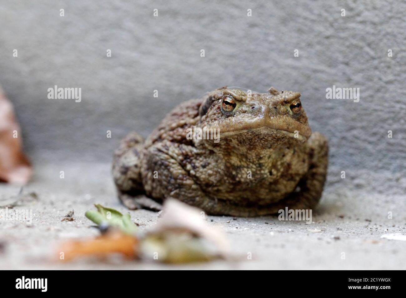 macro de terre toad Banque D'Images