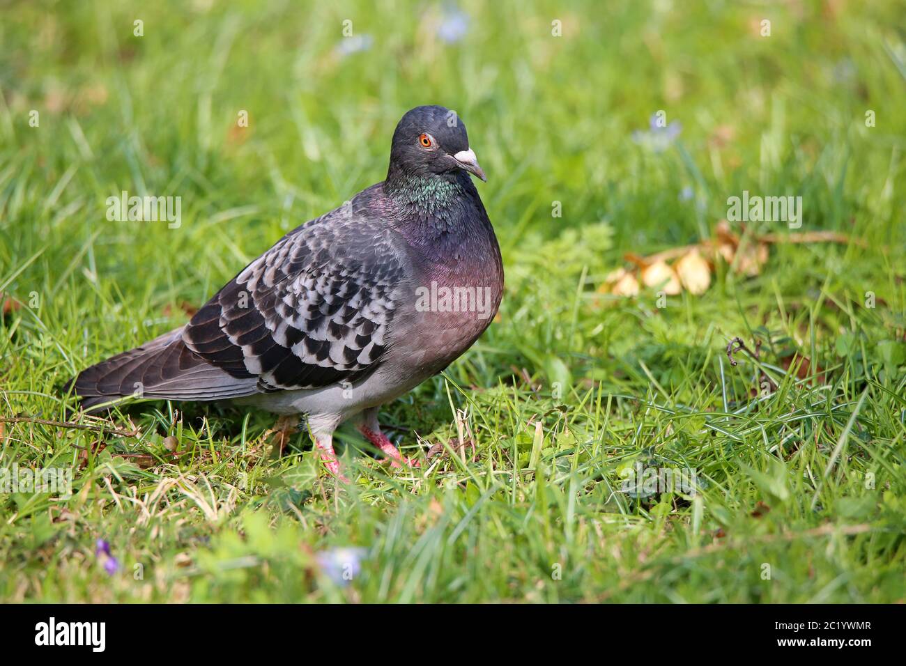 Ville pigeon Columba livia domestica sur prairie verte en mars Banque D'Images