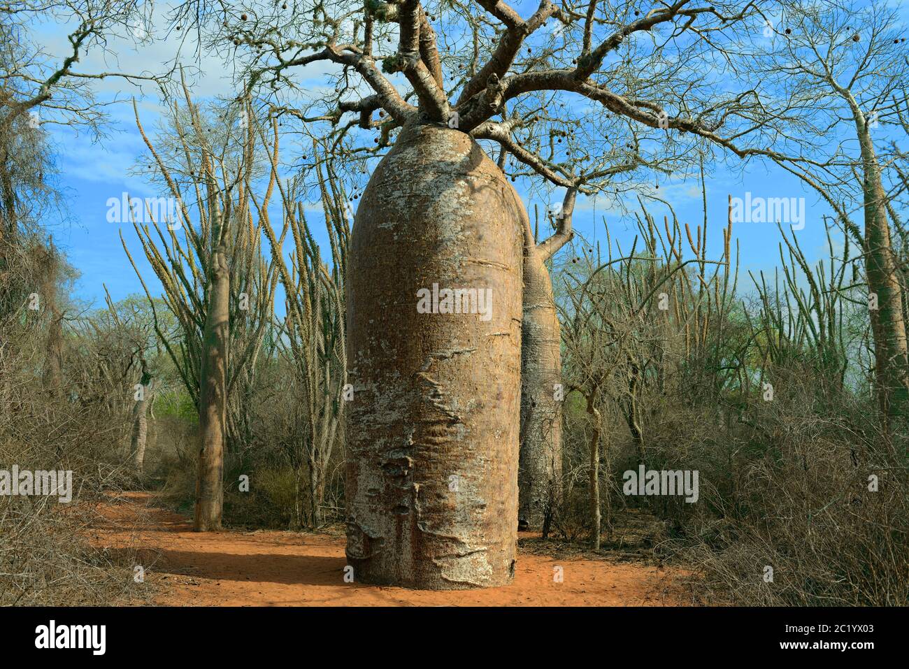 Forêt épineuse de Madagascar est un habitat unique à Madagascar avec