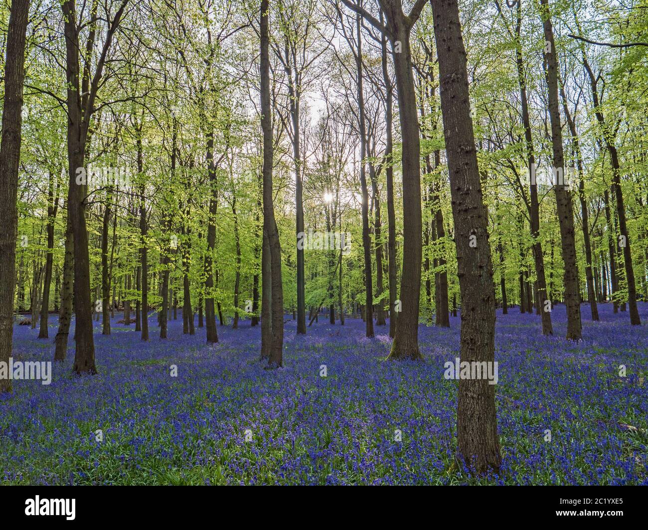 Bluebell Woods Banque D'Images