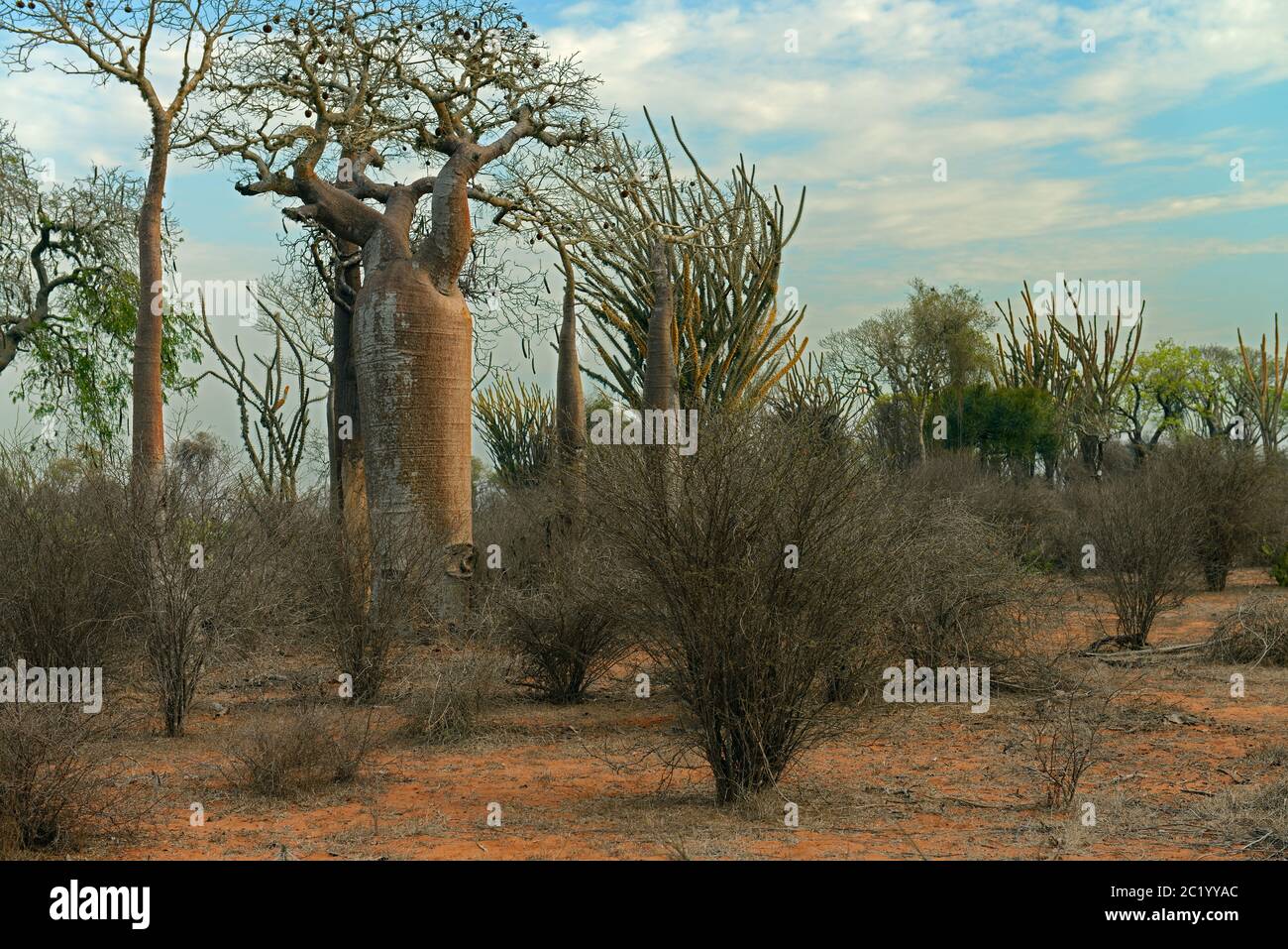 Forêt épineuse de Madagascar est un habitat unique à Madagascar avec pratiquement toutes les espèces composant les deux plantes et d'animaux endémiques de l'île. Banque D'Images