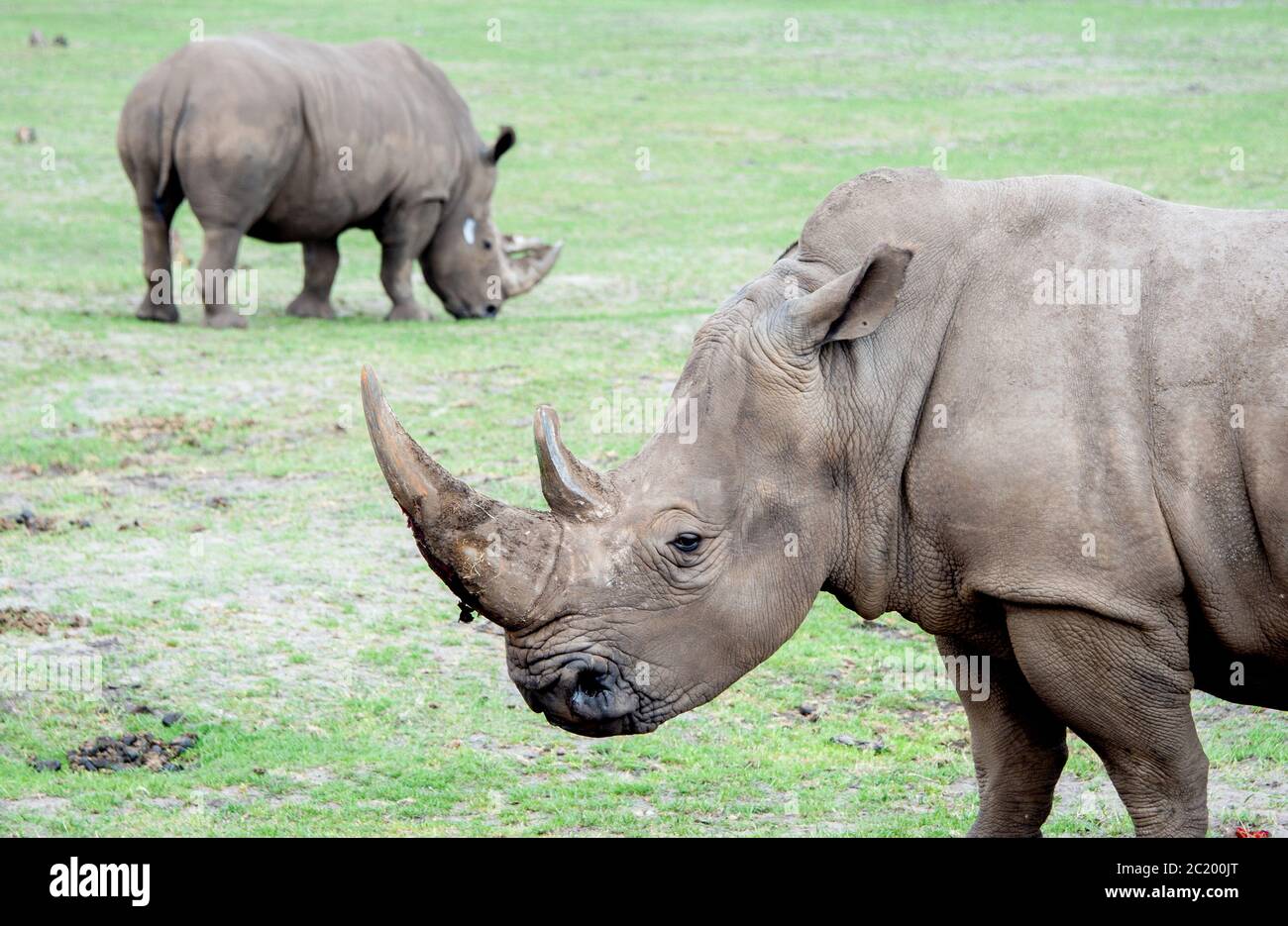 Hodenhagen, Allemagne. 16 juin 2020. Les rhinocéros blancs du sud se trouvent sur un pâturage dans le parc Serengeti. Le rhinocéros blanc du nord, qui est sur le point de disparaître, doit être sauvé avec le soutien de la Basse-Saxe. Le Serengeti-Park Hodenhagen, dans la lande de Lüneburg, participe à un projet international de l'Institut Leibniz pour la recherche sur les zoos et la faune. Credit: Hauke-Christian Dittrich/dpa/Alay Live News Banque D'Images