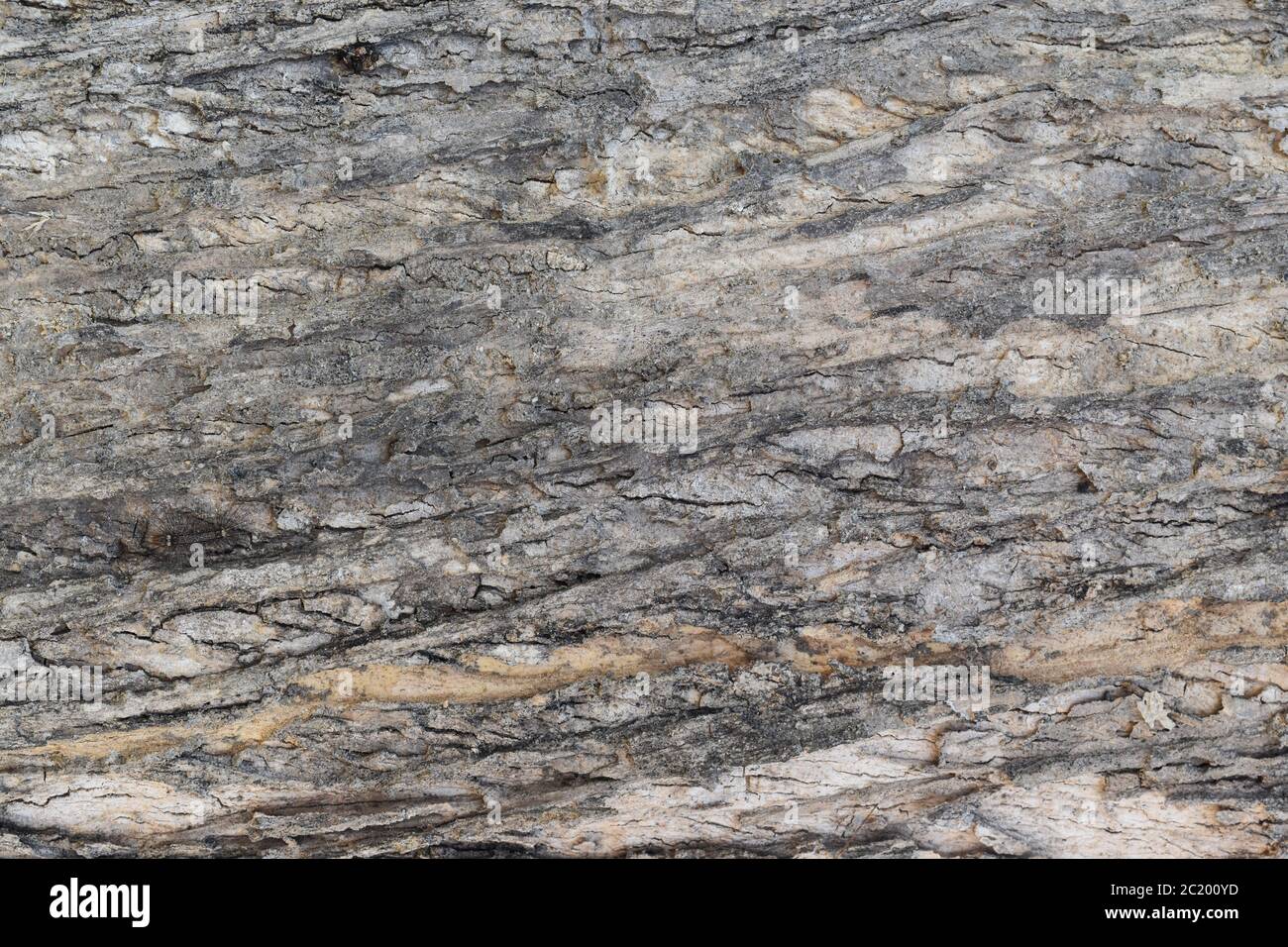 L'écorce des arbres texture background Banque D'Images
