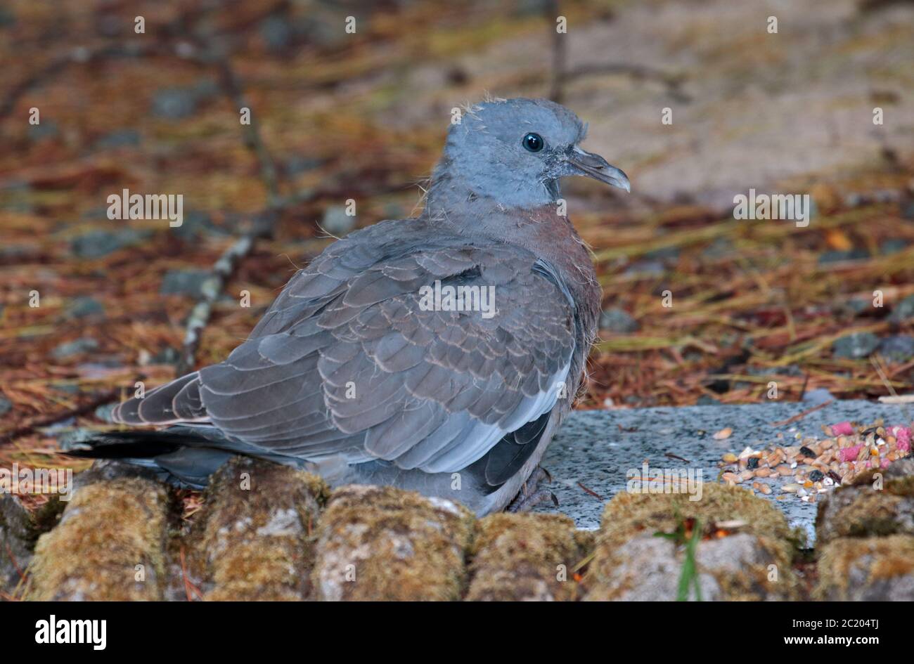Pigeon en bois, fledgling ou Squab (columba palambus) Banque D'Images