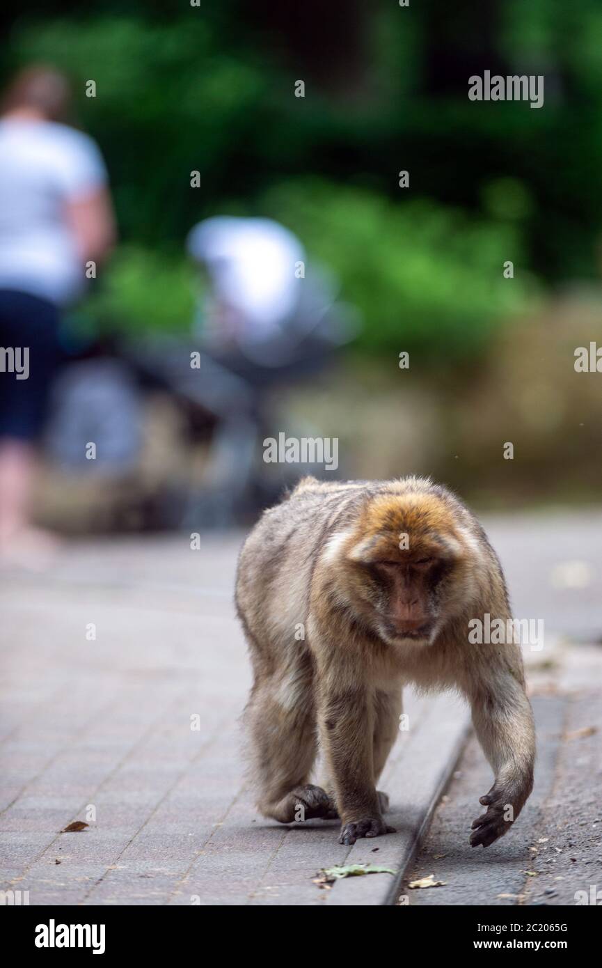Halberstadt, Allemagne. 16 juin 2020. Un singe berbère traverse le zoo de Halberstadt. Les singes sont autorisés à se déplacer librement dans le zoo. À l'origine, il était prévu de célébrer le 60e anniversaire du zoo avec des activités quotidiennes pendant 60 jours. Il s'est avéré que le zoo n'aura que 60 ans l'année prochaine. D'autres recherches auraient révélé cela. Une conférence de presse prévue pour les célébrations a donc été annulée. Credit: Klaus-Dietmar Gabbert/dpa-Zentralbild/ZB/dpa/Alay Live News Banque D'Images
