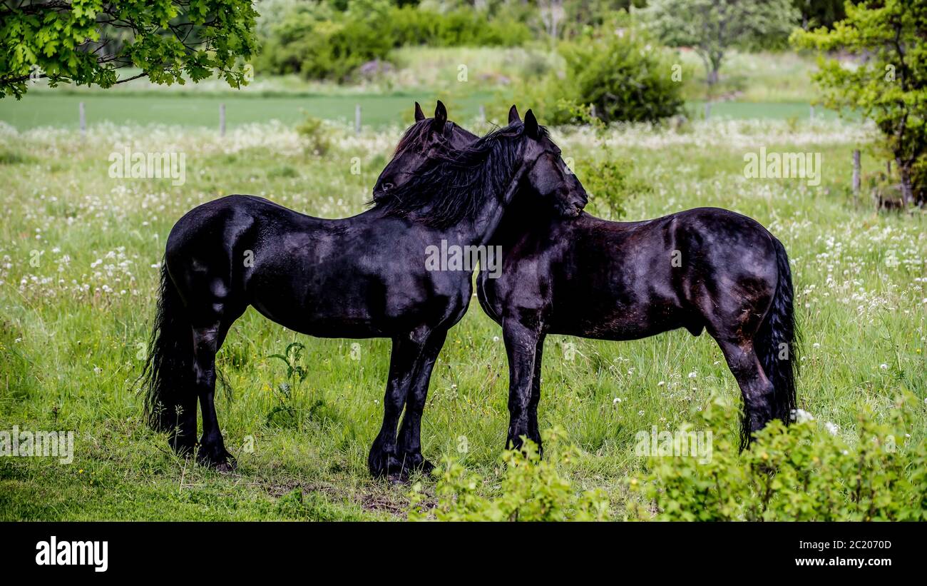 Deux chevaux de Frise dans un pâturage en Uppland, Suède. Le Friesian (également le Frizien) est une race de cheval originaire de la Frise, aux pays-Bas. Banque D'Images