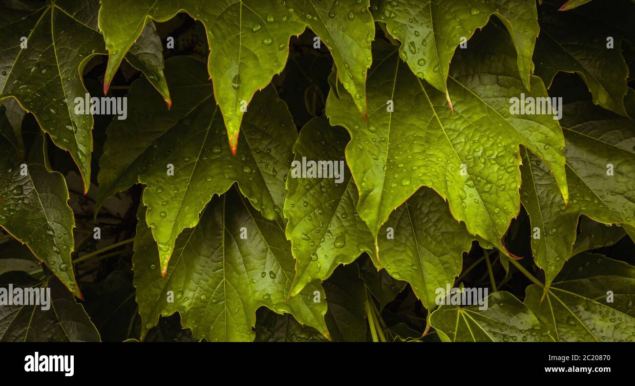 Mise en page créative de feuilles tropicales en vert foncé avec gouttes d'eau de pluie sur la texture, motif abstrait nature arrière-plan Banque D'Images