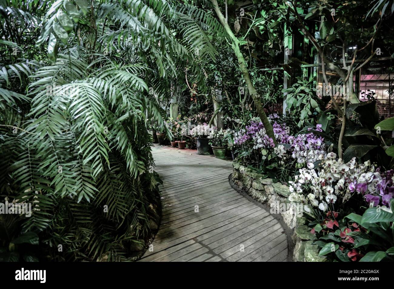 Intérieur d'une serre tropicale avec plantes et arbres exotiques Banque D'Images
