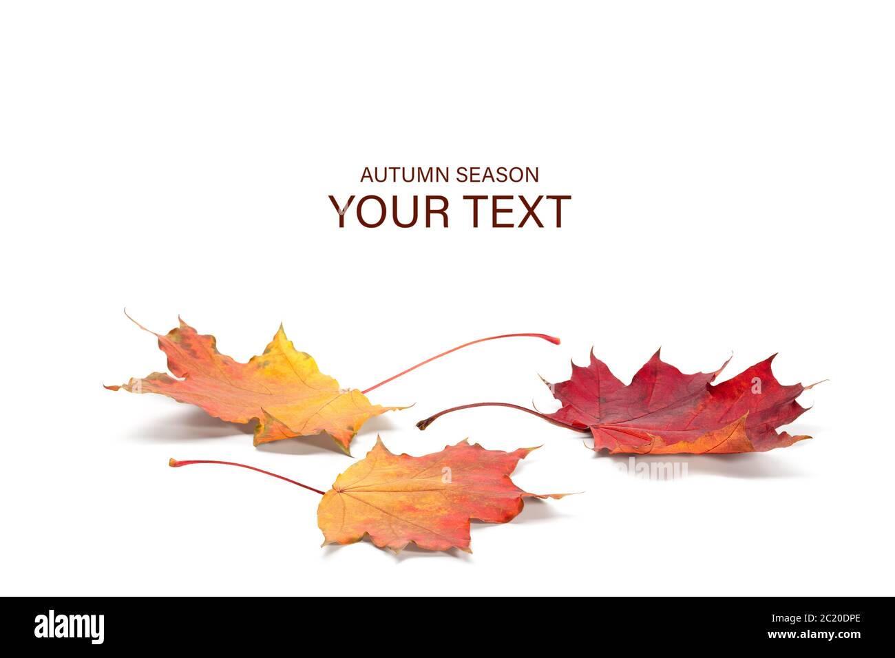 La saison d'automne, maple leaf concept isolé sur fond blanc Banque D'Images