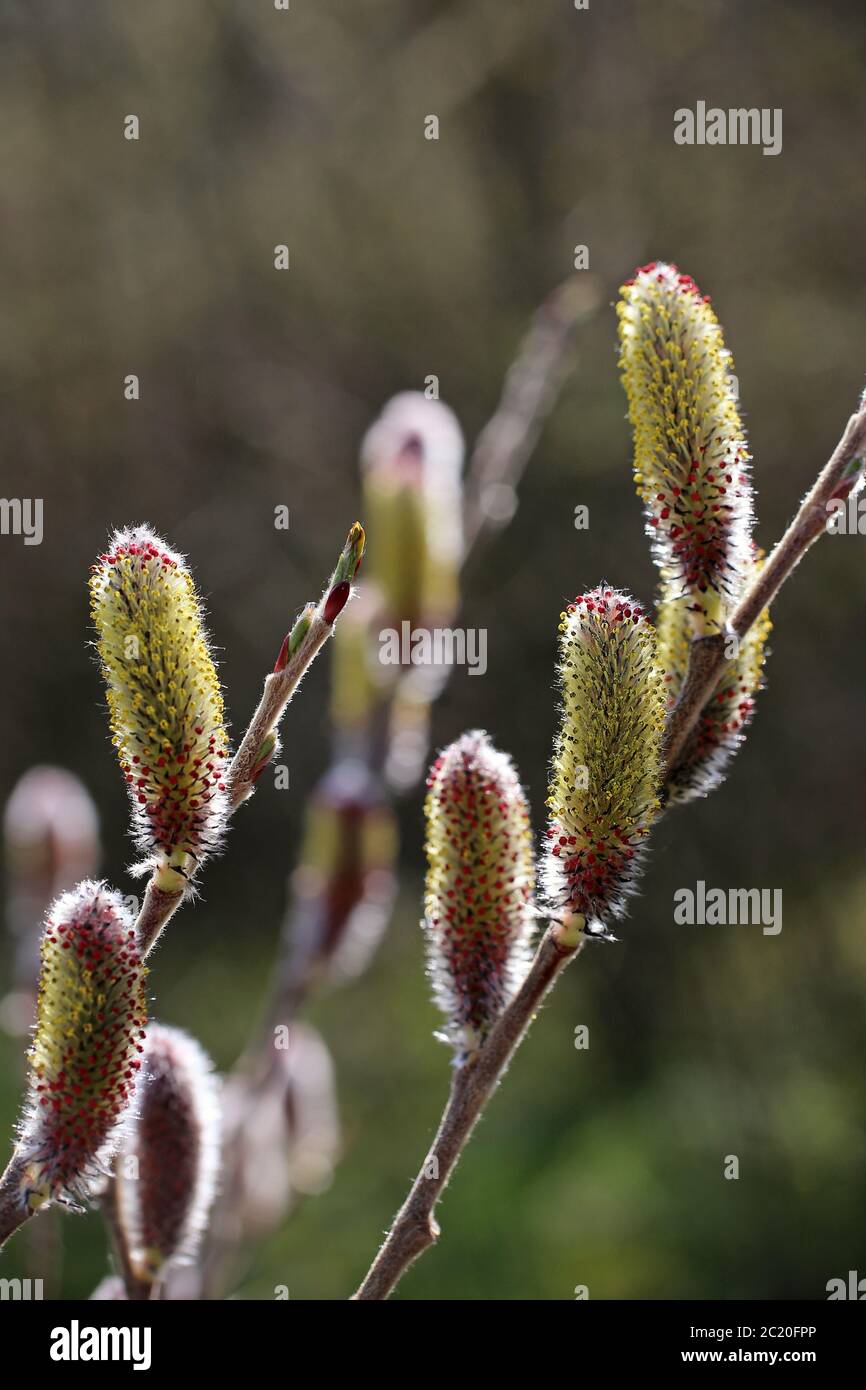 Saule Chaton Banque De Photographies Et D Images A Haute Resolution Alamy
