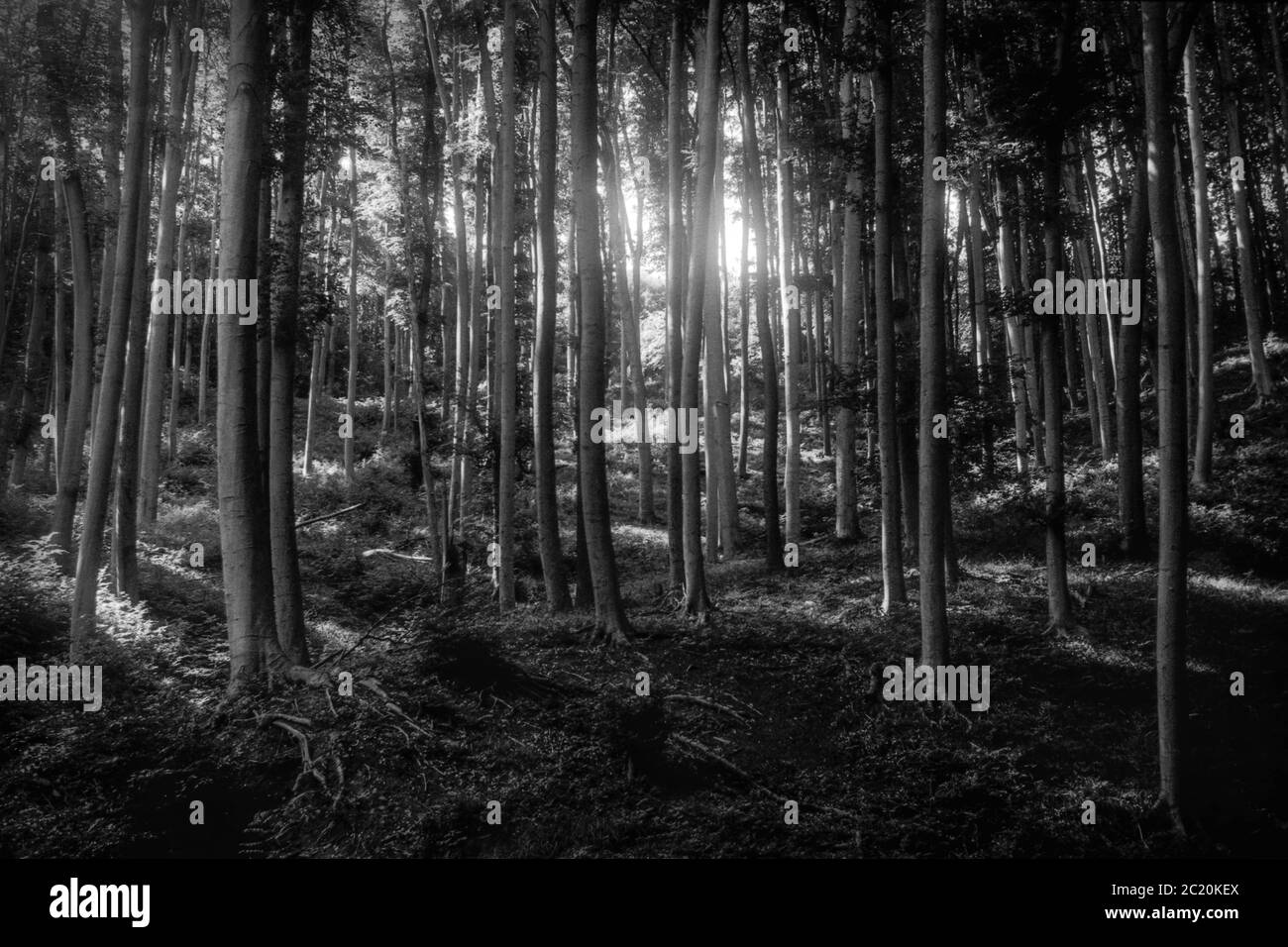 Poutres de soleil dans la forêt profonde. Concept des industries de la randonnée, du voyage et du bois d'œuvre. Aspect artistique vintage et fineart. Banque D'Images