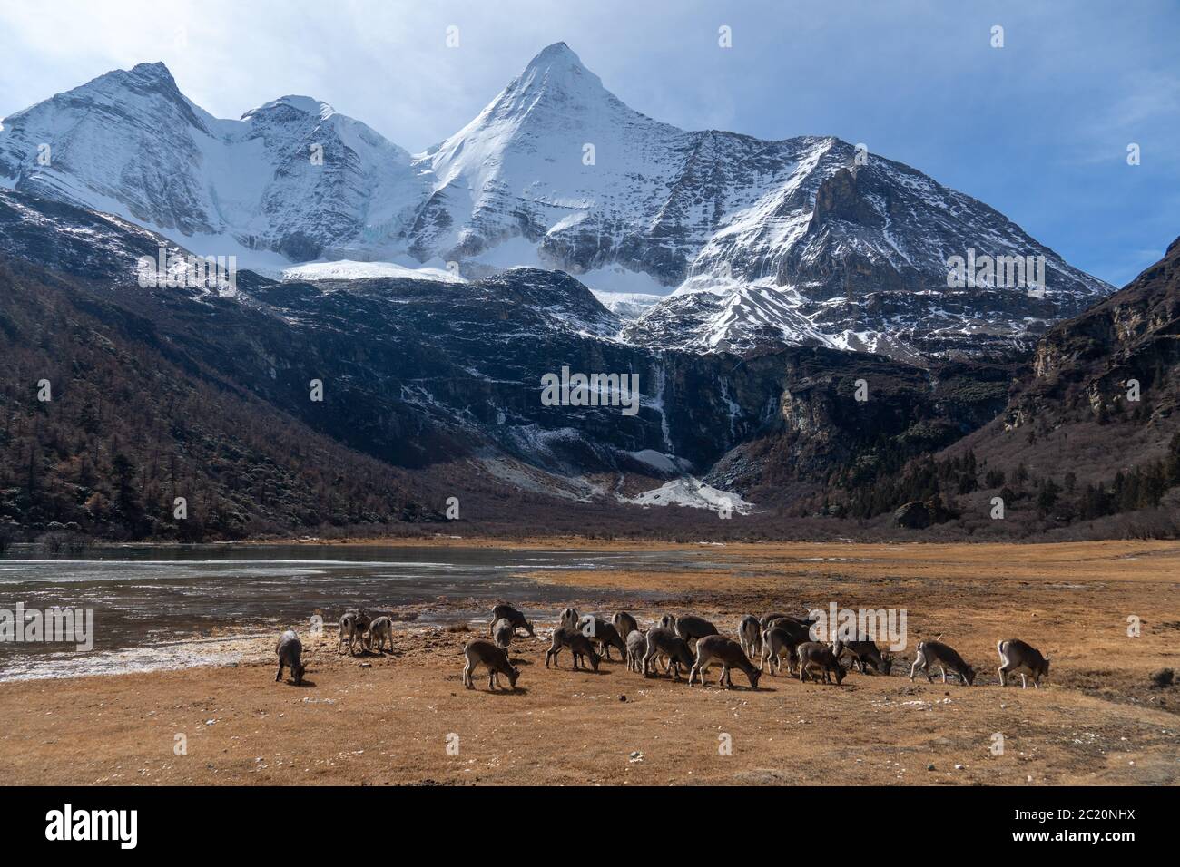 La chaîne de montagnes enneigées de la réserve naturelle de Yading, Daocheng Chine Banque D'Images