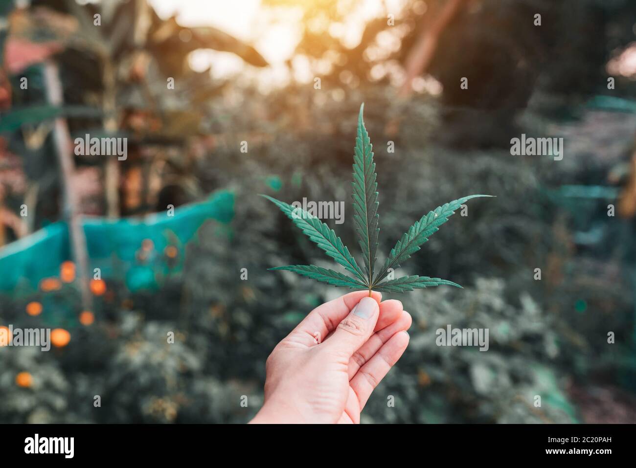 Les feuilles de cannabis, une espèce de soie douce qui est populairement cultivée en Thaïlande. Banque D'Images