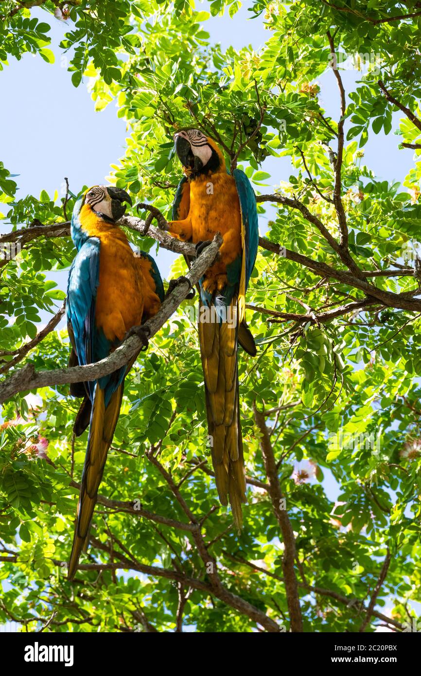 Deux aras bleu et or en désaccord sur la nourriture perchée dans un arbre. Banque D'Images Deux aras bleu et or en désaccord sur la nourriture perchée dans un arbre. Banque D'Images