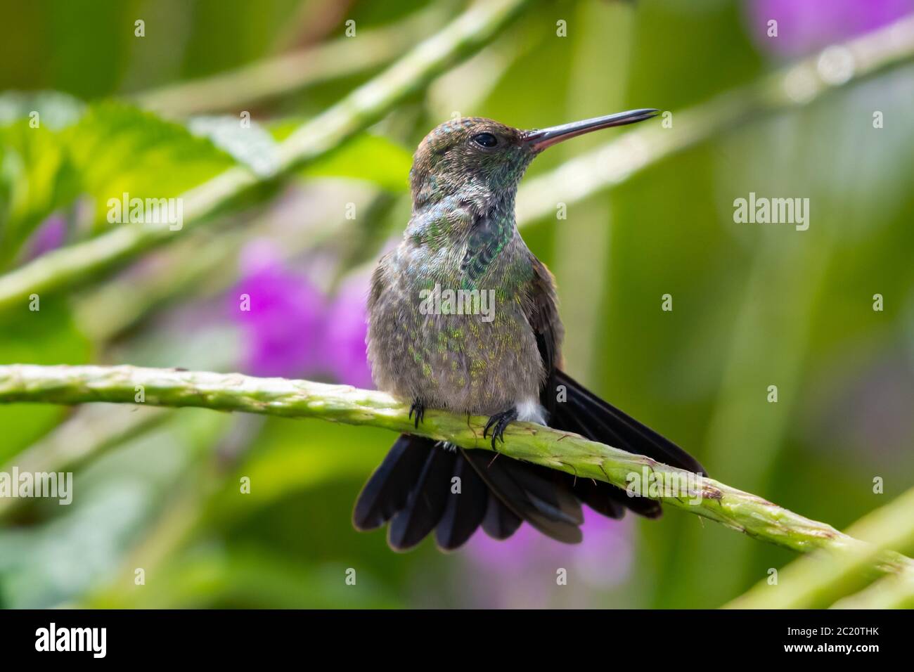 Un jeune colibri à rumpe de cuivre s'étirant et regardant sur le côté tout en perçant dans un timbre de Verbain dans un jardin tropical. Banque D'Images